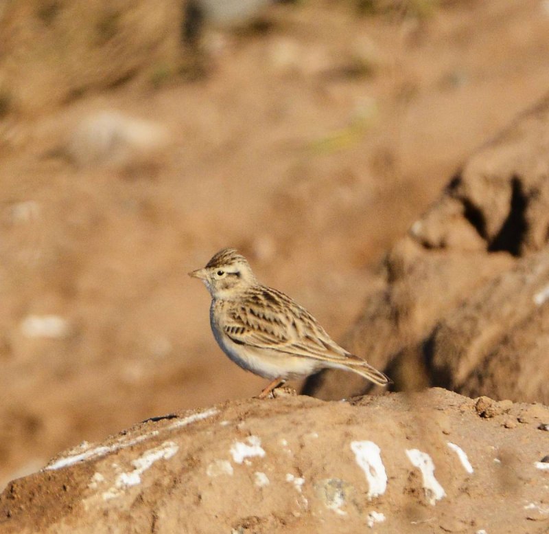 Calandrella brachydactyla