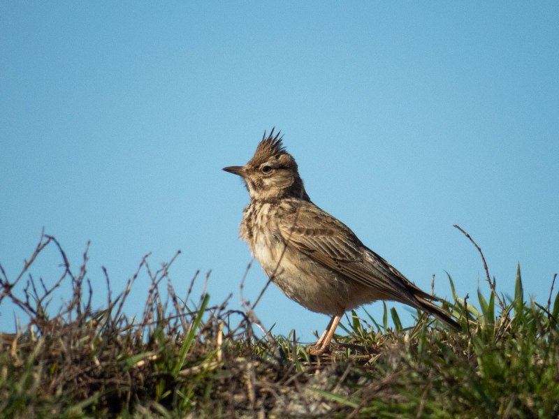 304. Малый Жаворонок (Calandrella brachydactyla)