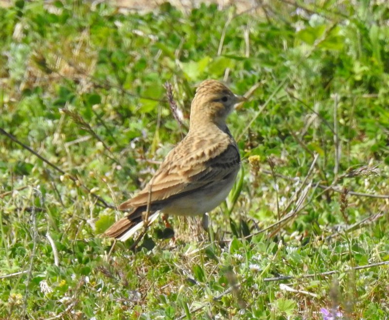304. Малый Жаворонок (Calandrella brachydactyla)
