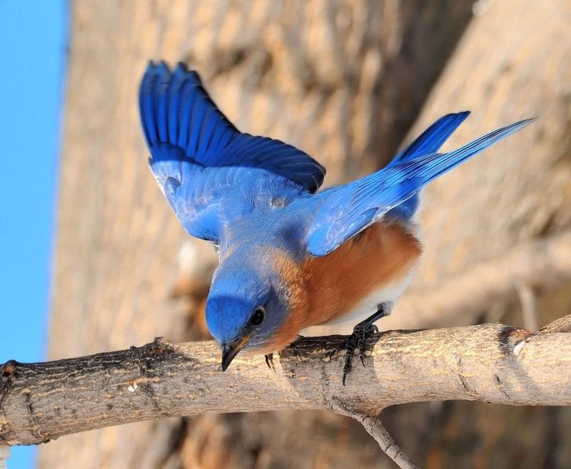 Синяя Птица Знакомства В Спб