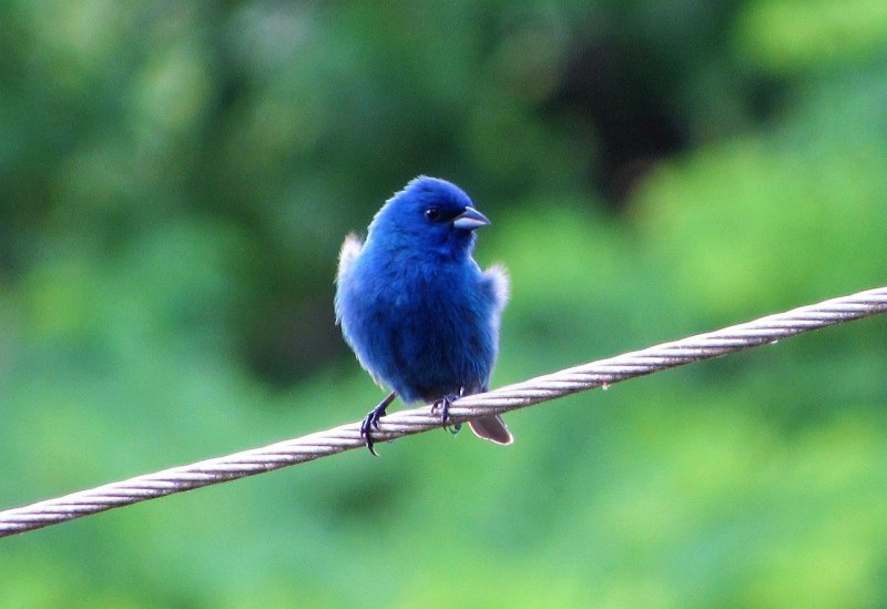 Cyanoptila cyanomelana