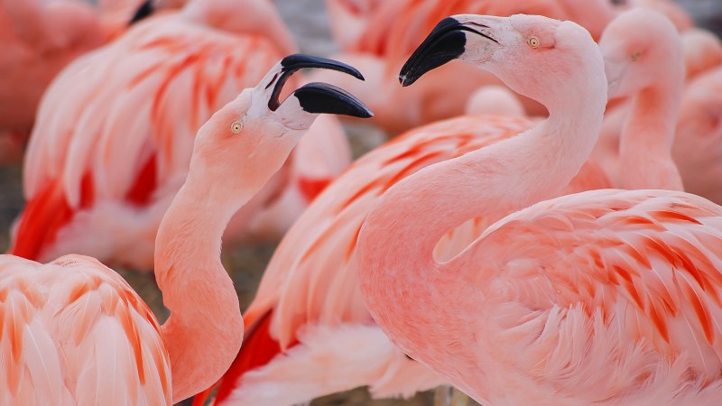 Фламинго цвета (79 фото)