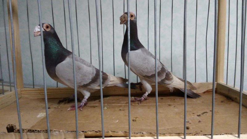Бельгийский Турман