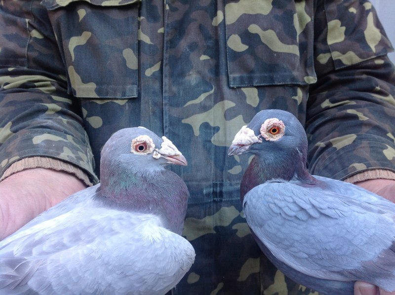 Голуби в живой природе