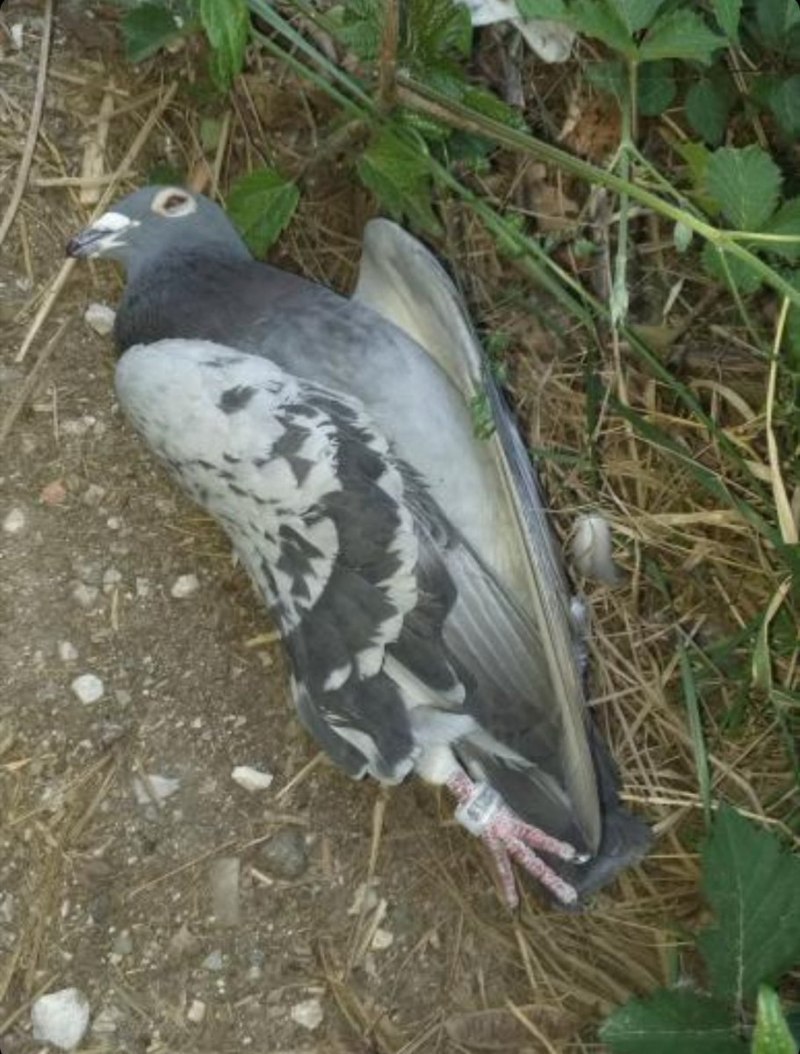 Западный коронованный голубь