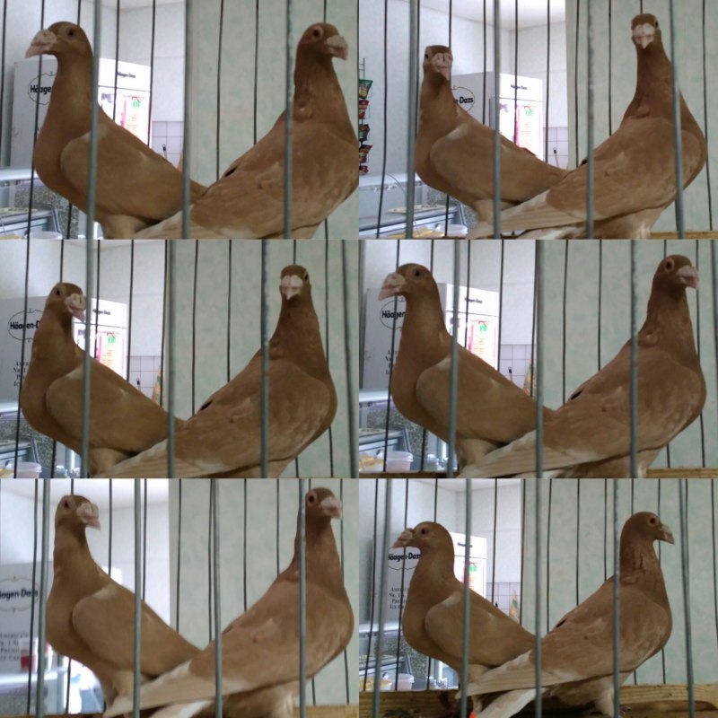 Белый голубь фото