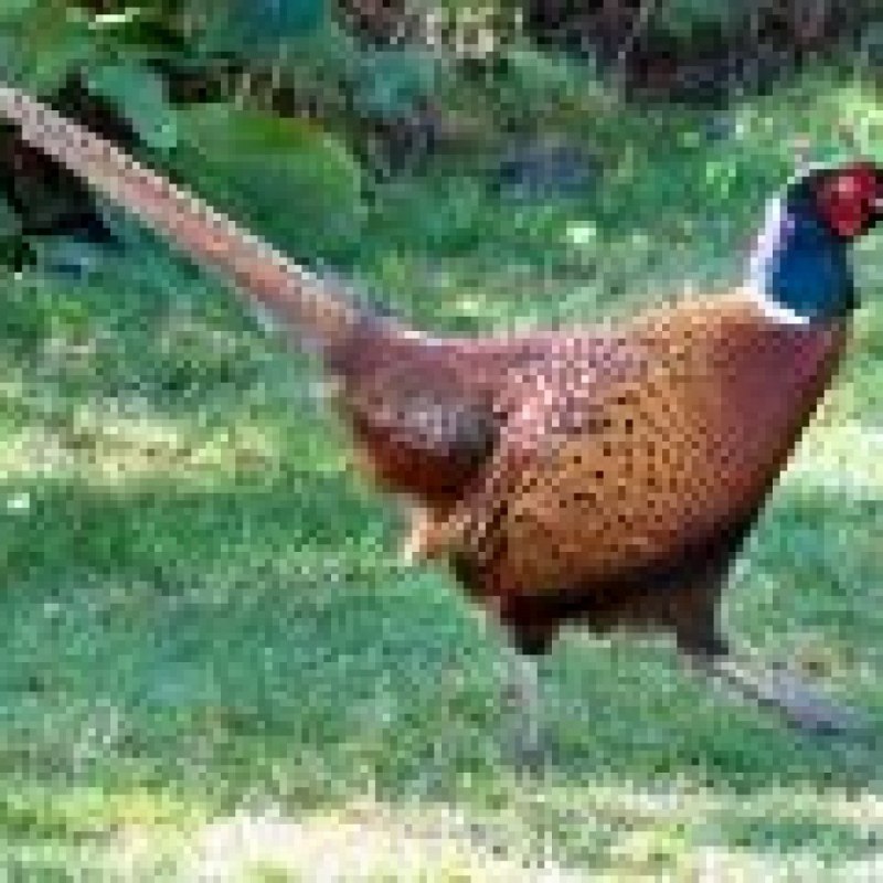 Золотой фазан самка