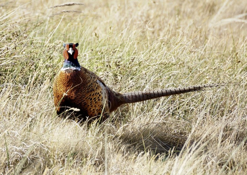 Фазаны (Pheasants)