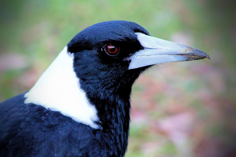 Сорока- Magpie