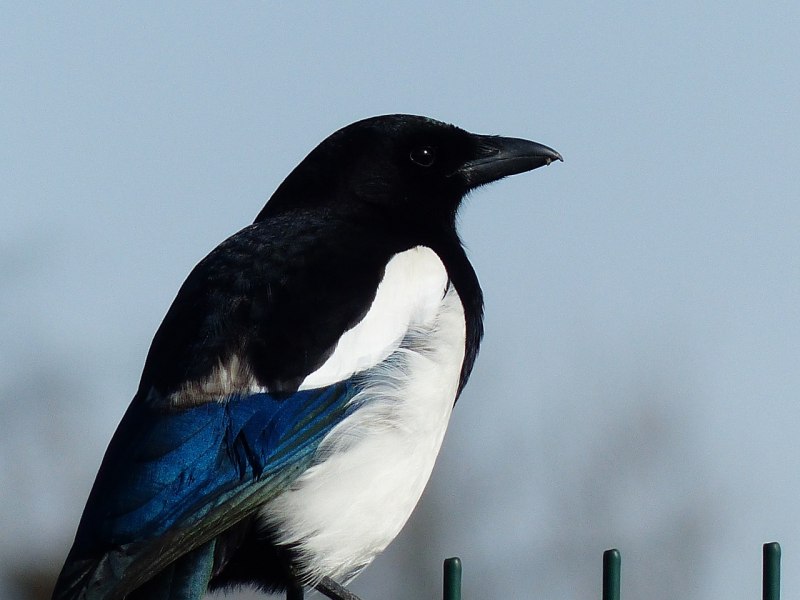 Spectacled Magpies Bird