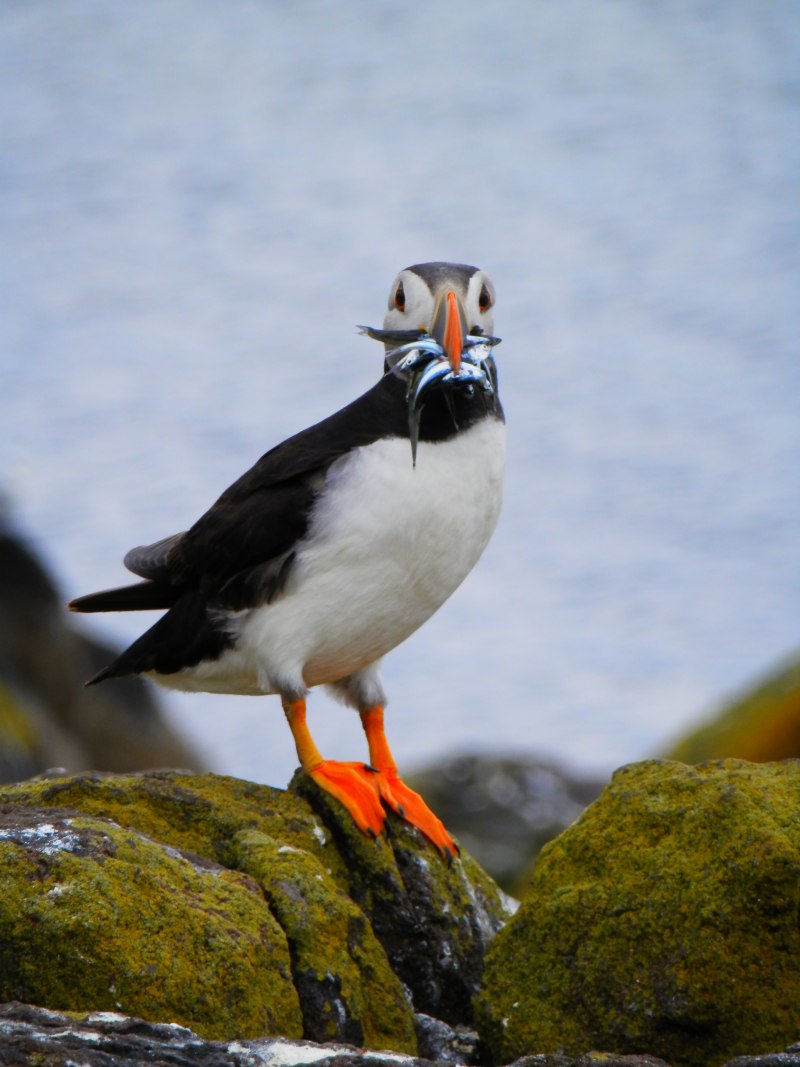 Puffin птица