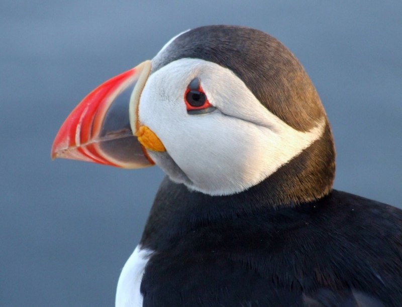 Атлантический тупик (Fratercula Arctica)