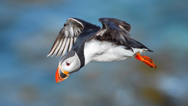 Атлантический тупик (Fratercula Arctica)