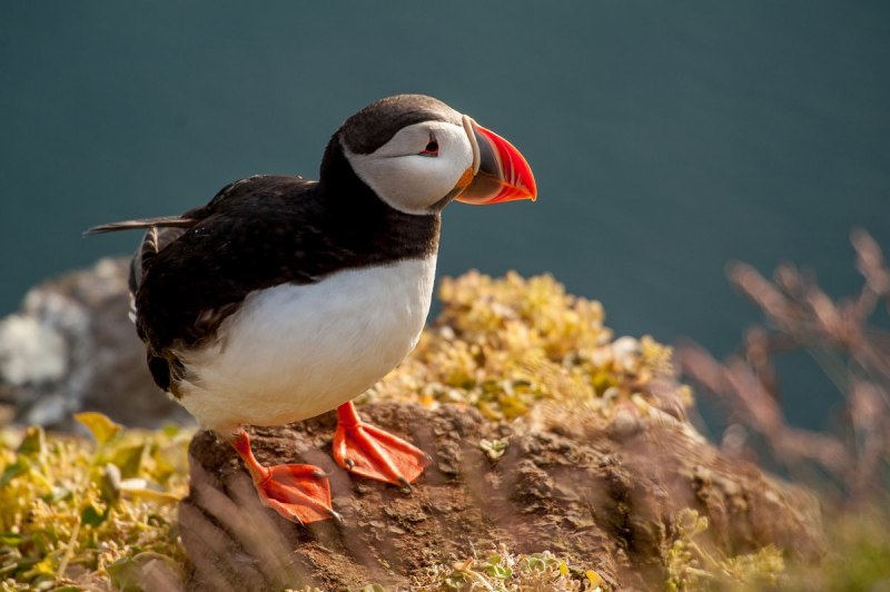 Atlantic Puffin птица