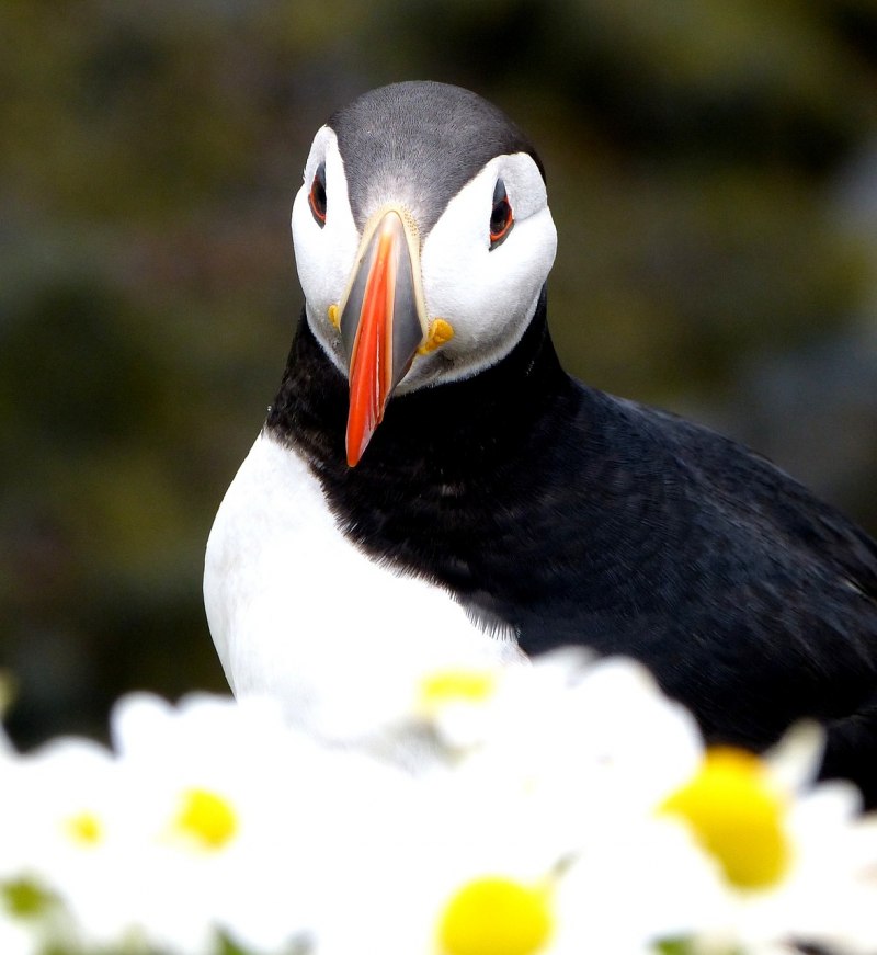 Puffin птица