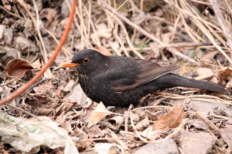 Turdus Merula