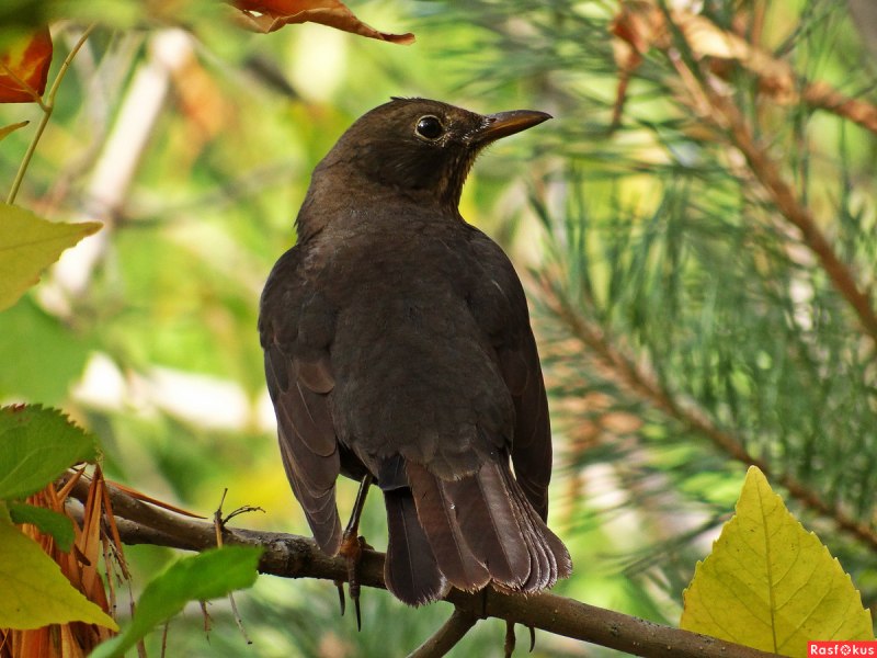 Turdus Merula группа