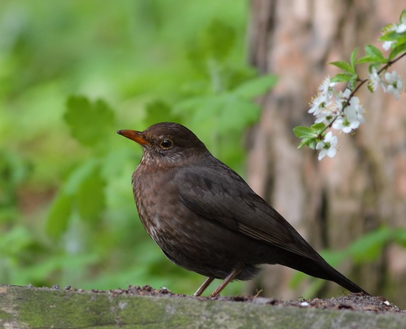 Turdus Merula