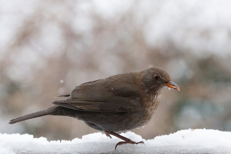 Дрозд чёрный (turdus Merula)