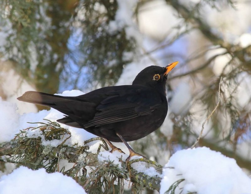 Blackbird female
