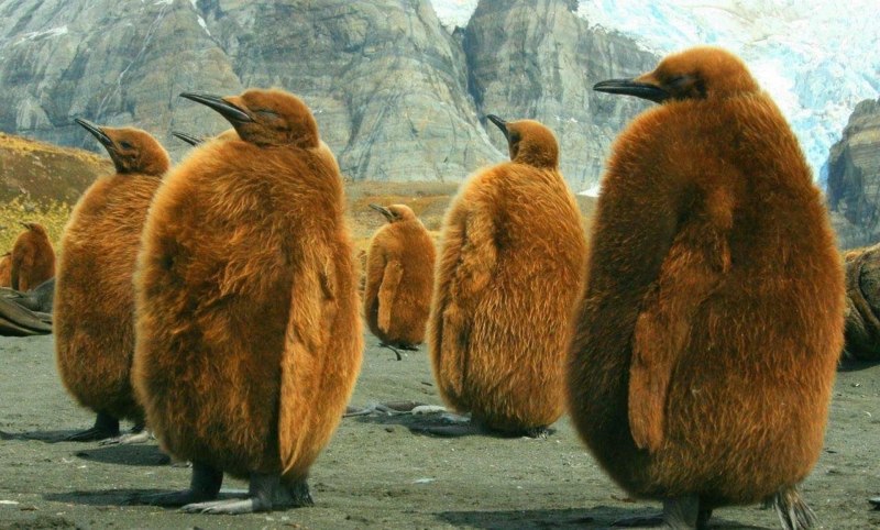 Птенец королевского пингвина