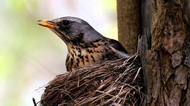 Turdus ruficollis