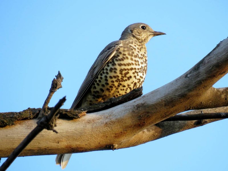 Дрозд-рябинник (turdus pilaris)