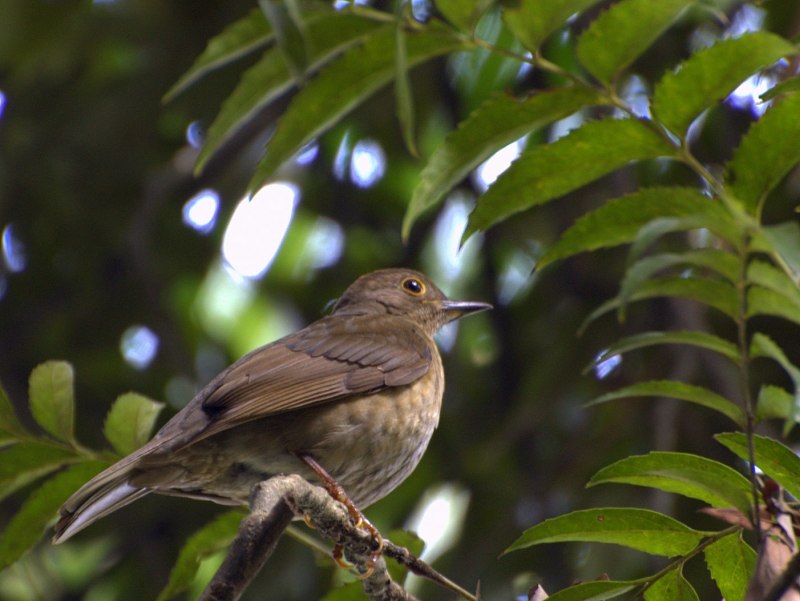 Thrush Nightingale