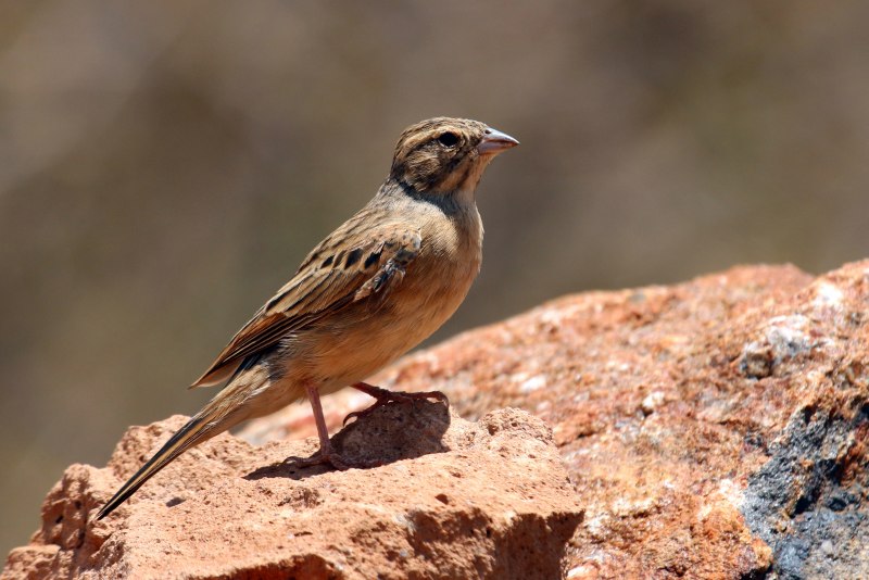 Alauda leucoptera