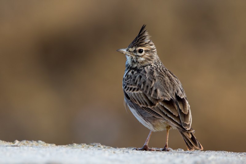 Lark
