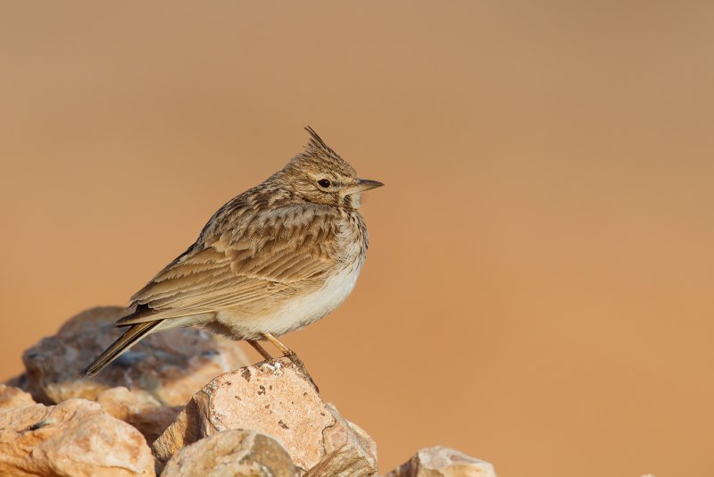 Larks Жаворонок