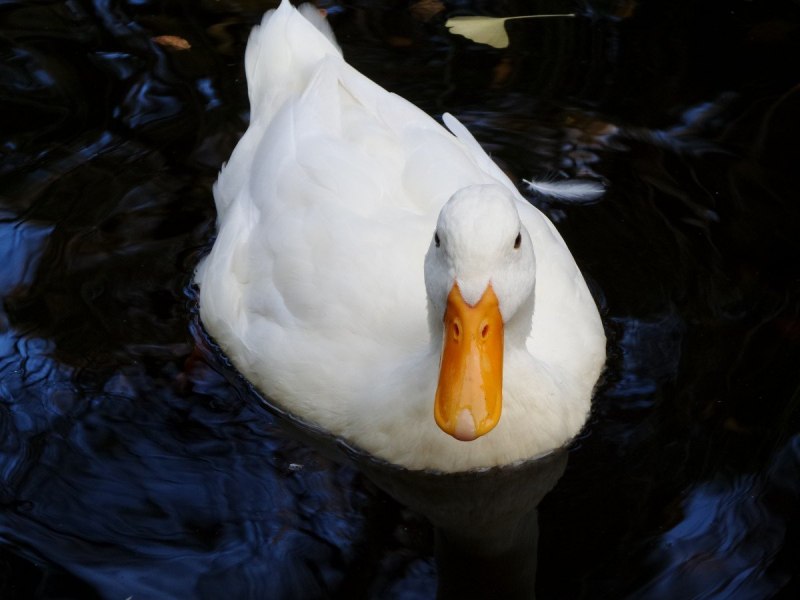 Лысуха – Fulica atra (l., 1758)