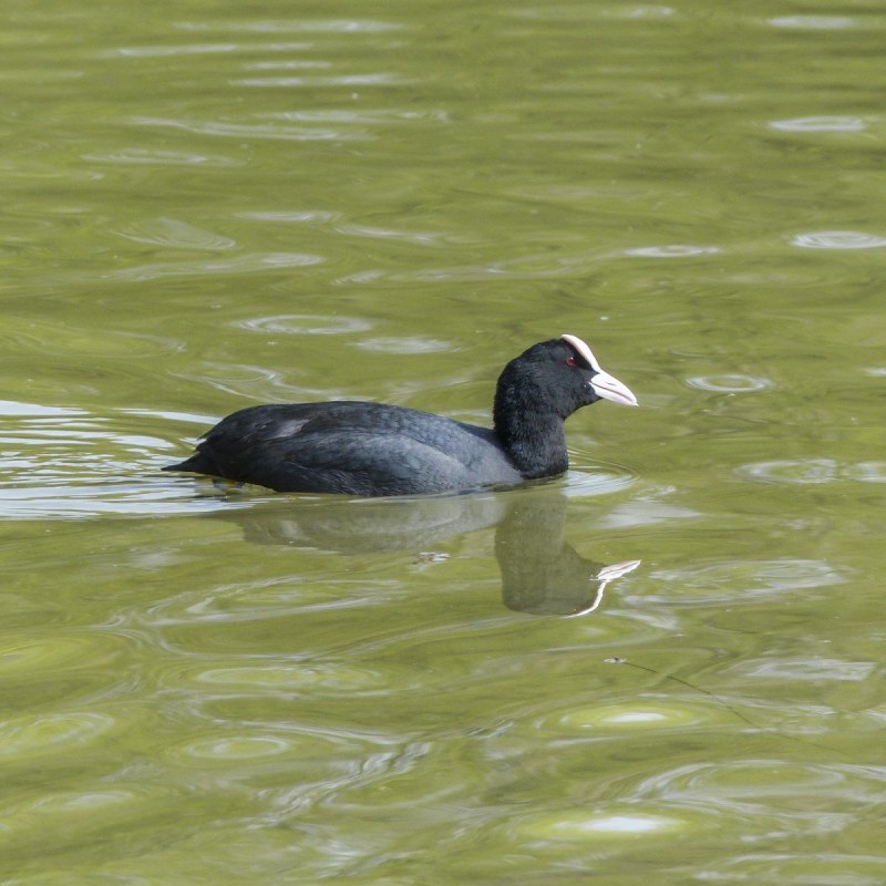 Американская лысуха (Fulica Americana)