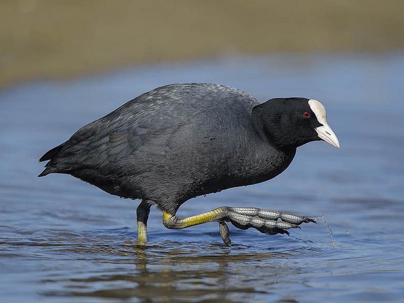 Лысуха Fulica atra