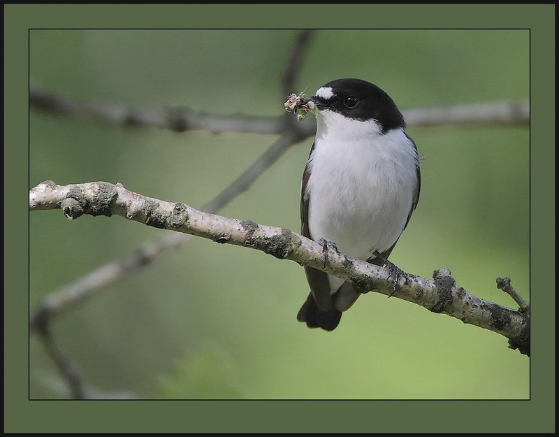 Мухоловка-пеструшка (Ficedula hypoleuca)