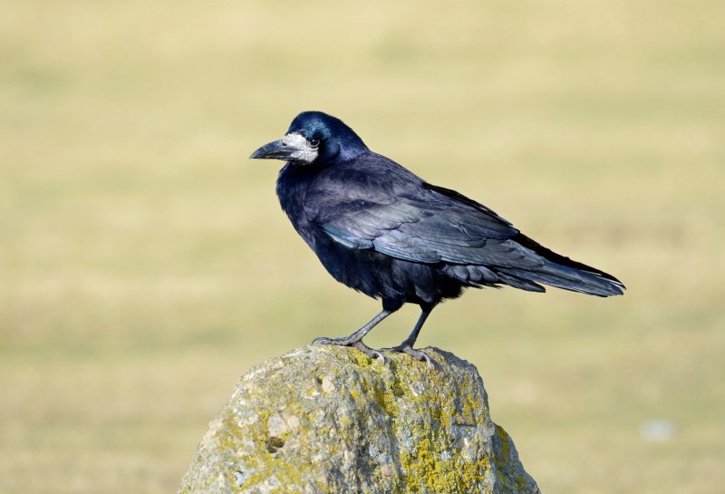 Corvus frugilegus размножение