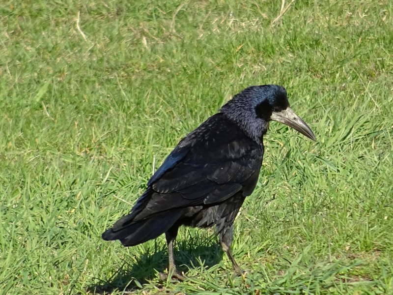 Corvus frugilegus all Bones