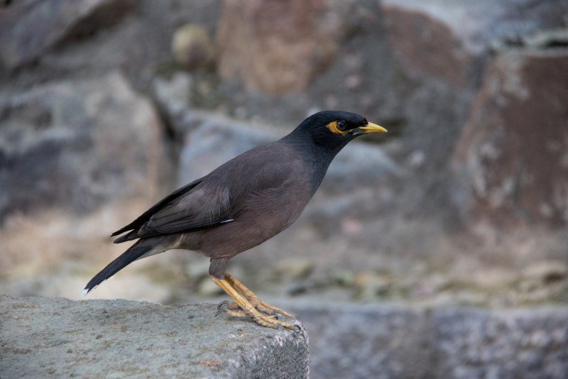 Corvus frugilegus размножение