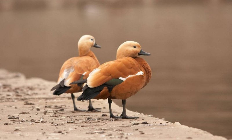 Огарь Tadorna ferruginea