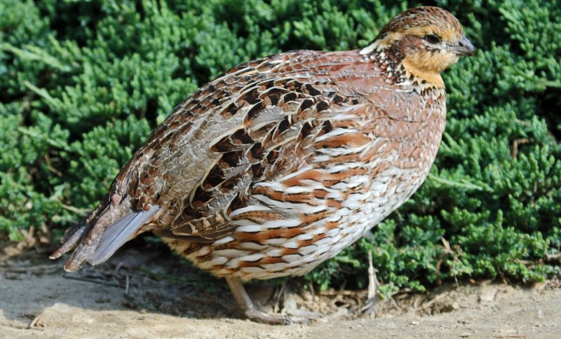 Перепел обыкновенный Coturnix Coturnix