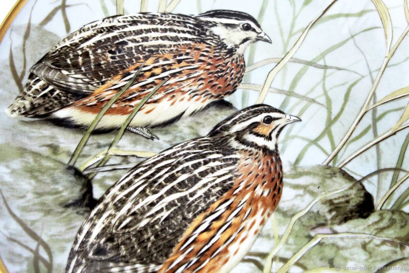 Перепел обыкновенный , перепёлка (Coturnix Coturnix)