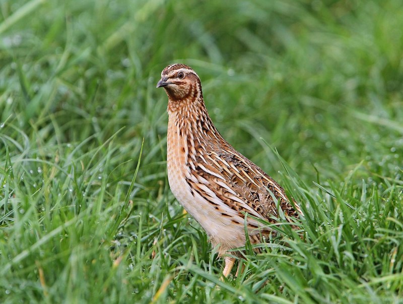 Перепел обыкновенный Coturnix Coturnix