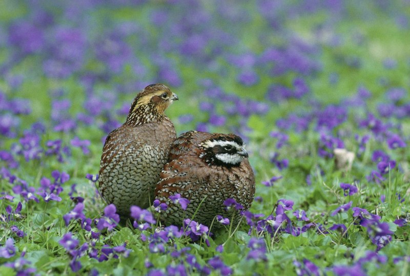 Перепел (Coturnix Coturnix (l.),