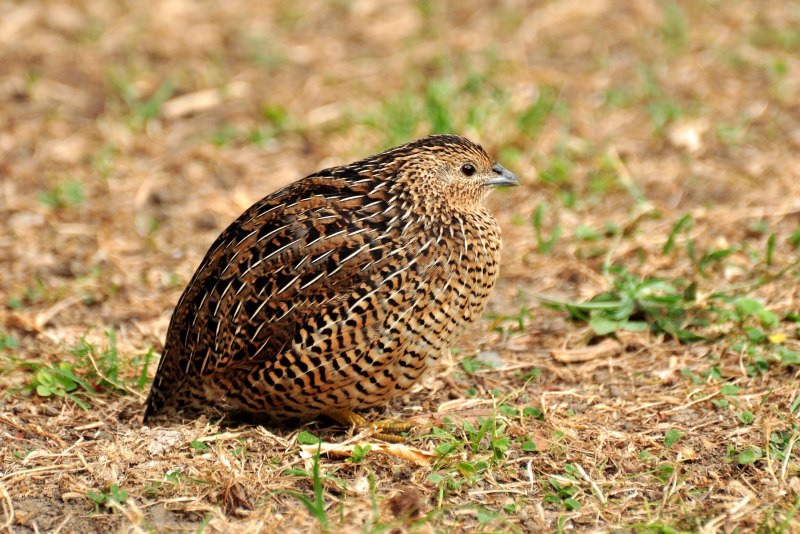 Перепел обыкновенный , перепёлка (Coturnix Coturnix)