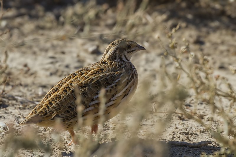 Перепел Coturnix Coturnix