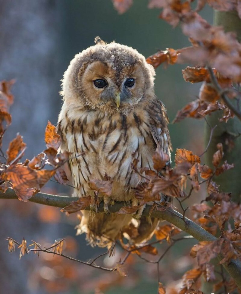 Eurasian Eagle Owl catch