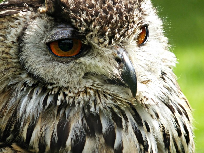 Длиннохвостая неясыть – Strix uralensis голос