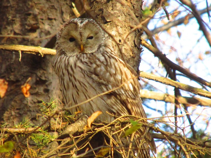 Bubo virginianus