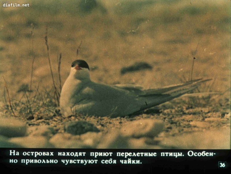 Соловецкий монастырь панорама