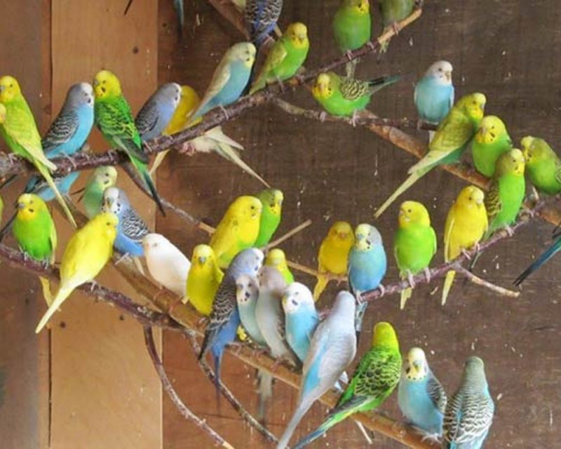 Разведение попугаев волнистых (85 фото)